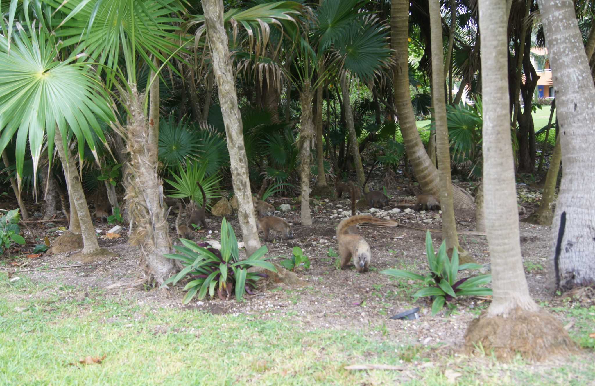  -   -  (   ) - Bahia principe - A Coati(like a blend of a badger & a lemur)